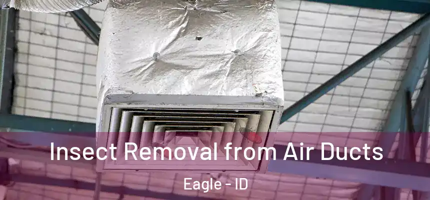  Insect Removal from Air Ducts Eagle - ID
